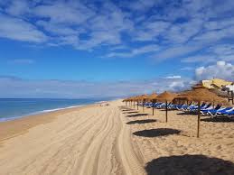 Image result for Faroa duvigneaud