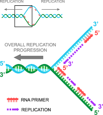 Pin By Lauren Sweany On Primer Dna Research Dna Research Dna Dna Replication