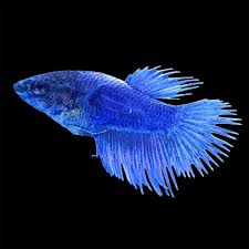 Deriving the name from their unique tail fin characteristics, male crowntail bettas. Blue Female Crowntail Betta Fish For Sale Order Online Petco Betta Betta Fish Petco