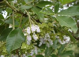 Image result for Tristachya rehmannii