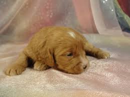 Order now and start training in minutes! Cockapoo Breeder In Iowa With Cockapoo Pups Ready Now August 2012