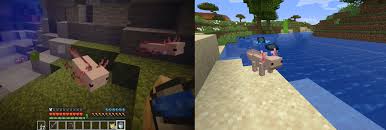 Axolotls act passively towards players and can also be attached to leads. Axolotl Vanilla Minecraft October 2020 Vs Modded March 2020 Feedthebeast