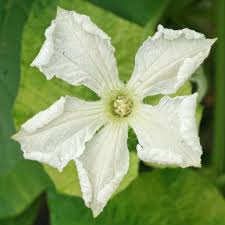 Image result for Lagenaria