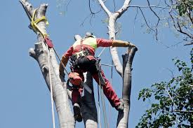 12/22/2020 what kind of location is this?: Tree Services In Katy 713 428 2706 Tree Service Tree Removal In Katy Tx