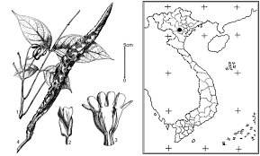 Image result for Fernandoa