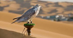 Keep shooting them until they die completely. Falconry In Uae Traditional Sport And Symbol Of The Uae