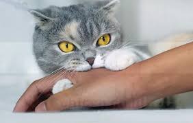 Maybe you would like to learn more about one of these? Arti Mimpi Menangkap Kucing Dalam Islam Pertanda Baik Buruk