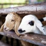 Whip City Animal Sanctuary: Meet Rescued Farm Friends