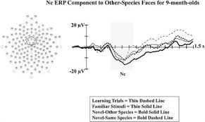 Increased burying of food or other objects: Frontiers The Development Of Attentional Biases For Faces In Infancy A Developmental Systems Perspective Psychology