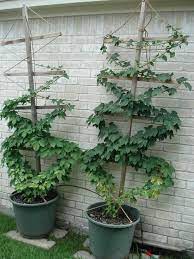 Wonderful Diy Trellises For Climbing Plants My Desired Home Plants Climbing Plants Diy Trellis