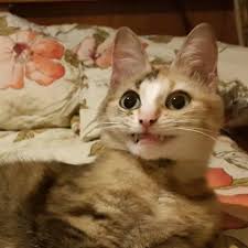 Want More Follow Pinterest April Insane I Don T Own This Photo Sevimli Kediler Hayvanlar Kedi