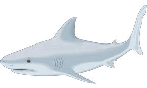 Maybe you would like to learn more about one of these? Bull Shark Stock Illustrations 162 Bull Shark Stock Illustrations Vectors Clipart Dreamstime