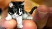 Cute Cat Breeds That Stay Small - A Cat Breeds Blog