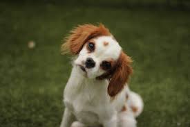 Maybe you would like to learn more about one of these? Huntsville Al Area Veterinary Services The Pet Hospital Of Madison Madison Al