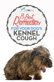 8 Home Remedies For Dog S Kennel Cough Dog Cough Remedies Dog Remedies Dog Coughing