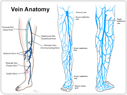 Human Anatomy Diagram Veins Of The Leg Lower Extremity