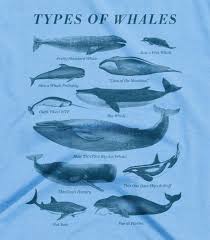 Types Of Whales
