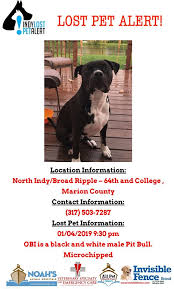 Indy lost pet alert logo. Lost Dog Alert Obi Is Missing In North Indy Lost Pet Alert Facebook