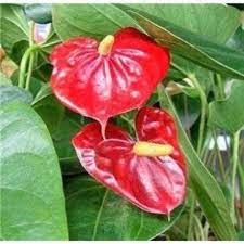 Hawaiian Red Anthurium Plant 6 10 Inches In A 2 Pot Free Shipping Anthurium Plant Anthurium Plant Care