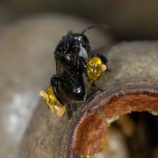 Image result for Brachystegia torrei