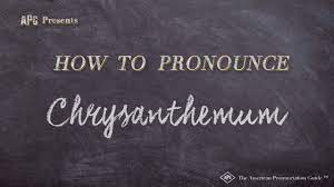 How To Pronounce Chrysanthemum Chrysanthemum Pronunciation Youtube