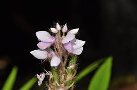 Image result for Uraria