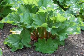 Image result for rhubarb