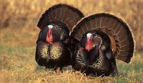 Maybe you would like to learn more about one of these? Five Fascinating Turkey Truths Live Science