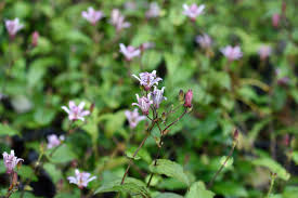 Image result for Grona hirta