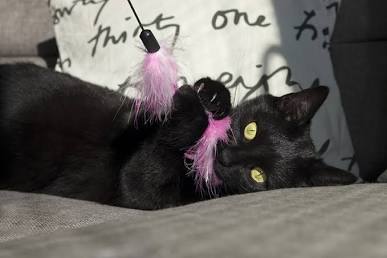 What Is a Bombay Cat? Get to Know This Stunning Breed | ASPCA Pet ...