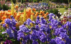 Jardin d'iris ist ein parfum von sama für damen. Le Grand Bal Des Iris Cayeux La Terre Est Un Jardin