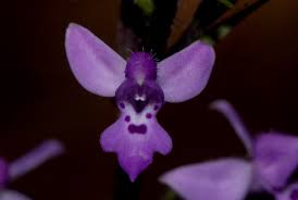 Image result for Cynorkis kassneriana