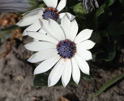 Image result for Osteospermum muricatum