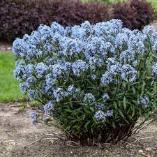 Scientific name usda zone height x width description common name water exposure boltonia asteroides 4 4' x 3' thousands of white or pink daisies false starwort low sun in august to october. Photo Essay 22 Tall Perennials To Help Your Garden Rise Above Perennial Resource