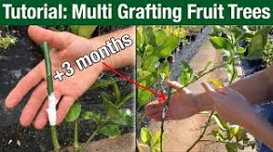 Also called miniature fruit trees, patio fruit trees, container fruit trees. Tutorial Multi Grafting Fruit Trees Youtube