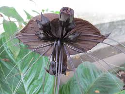 Check spelling or type a new query. Black Bat Flower L Startling Color Our Breathing Planet