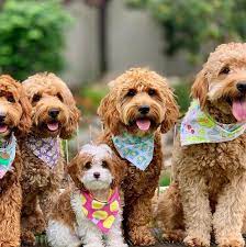 We did not find results for: Cavapoo Puppies For Sale Home Facebook