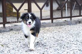 Have you always been comparing huskies and malamutes to know which one to get? Dijual Anjing Australian Shepherd Jual Anakan Australian Shepherd Dog Lokasi Bandung Minat Hub 08112226100 No Iklan 1811 Informasi Lebih Detil Anjing