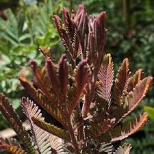 Acacia baileyana or cootamundra wattle, is a shrub or tree in the genus acacia. Acacia Baileyana Or Cootamundra Wattle Nurseries Online