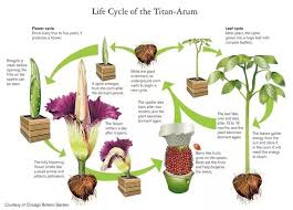 Some have blooms that can grow up to a foot across. What Is The Name Of This Flower That Blooms In Every 50 Years