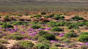 Image result for Chlorophytum calyptrocarpum