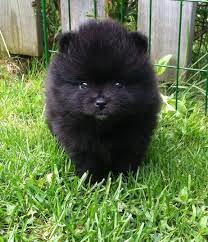 Typically on the chest or between the pads. The Black Pomeranian Everything You Need To Know Animal Corner