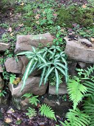 Image result for Pteris