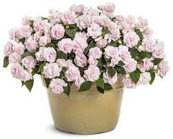 Image result for Impatiens oreocallis