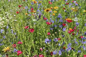 In order to get started with your wildflower garden, the most straightforward option is to buy a large bag of native mixed wildflower seed to spread in your bed or meadow. Backyard Meadow Care Tips For Maintaining A Wildflower Meadow In Fall