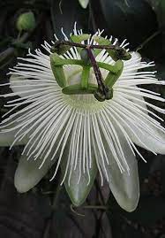 Rhs Graham Rice New Plants Blog Passiflora Snow Queen Rhs Gardening