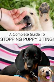 Buy puppy training pads and get the best deals at the lowest prices on ebay! Dog Behavior Male Vs Female And Clicker Training For Dogs Reddit Dog Biting Training Puppy Training Biting Puppy Biting