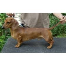 Use the search tool below and browse adoptable dachshunds! Depayne Mini Dachshunds Dachshund Breeder In Lucas Iowa