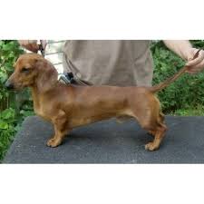 Dachshund puppies raised in our home. Depayne Mini Dachshunds Dachshund Breeder In Lucas Iowa