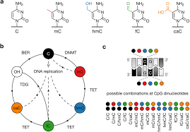 Complete Profiling Of Methyl Cpg Binding Domains For Combinations Of Cytosine Modifications At Cpg Dinucleotides Reveals Differential Read Out In Normal And Rett Associated States Scientific Reports